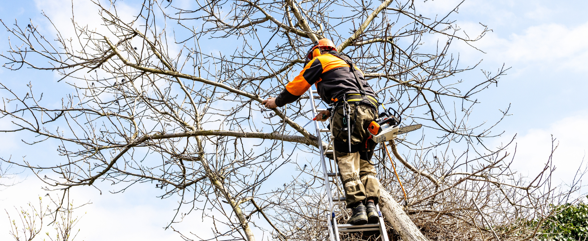 Professional arborist removing tree branch.